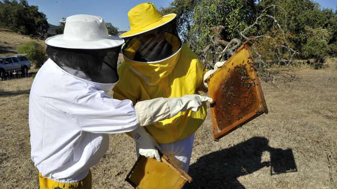 Francis Romero nos ense&ntilde;a las entra&ntilde;as del oficio de apicultor